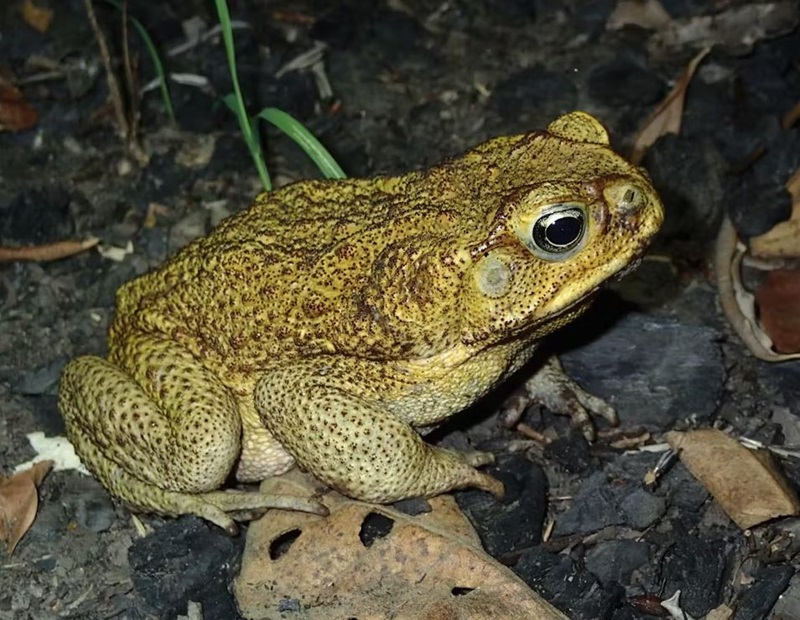 Yellow and brown cane toad amongst the leaves and the dirt.